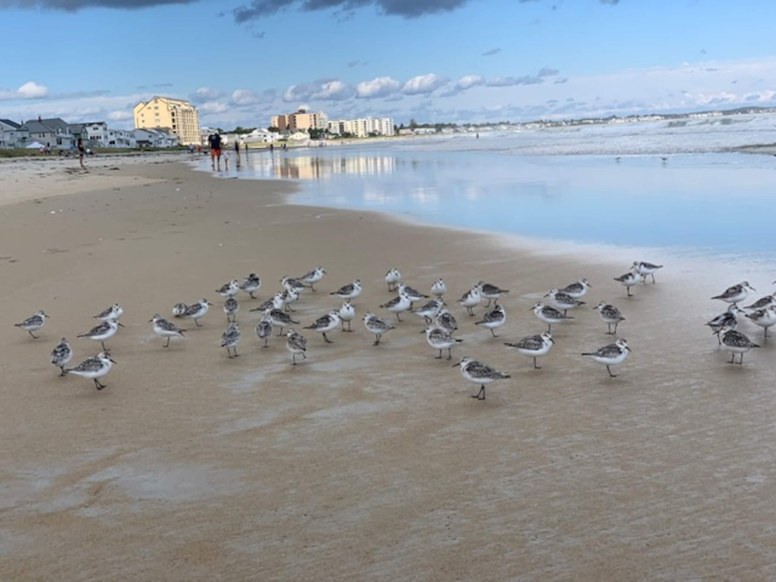 Shorebirds feeding along the shoreline